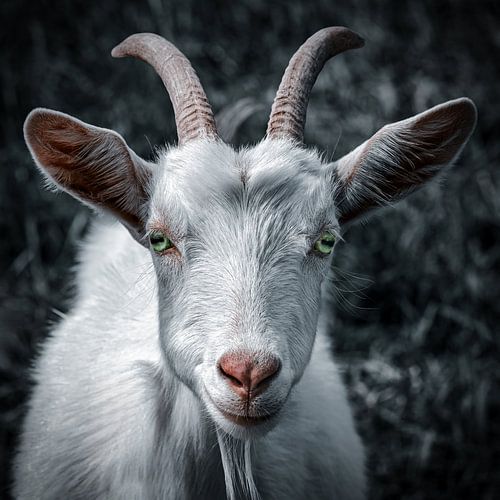Portret van een geit in mystieke kleuren