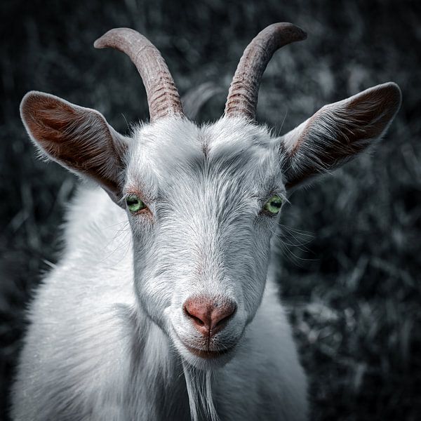 Ziegenportrait in mystischen Farben von Photo Art Thomas Klee