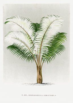 Plante de palmier | Ceroxylon Andicola sur Peter Balan