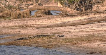 Croc eats catfish van BL Photography