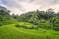 Tegallalang