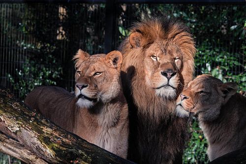 Lion et Leewin