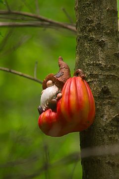 Forester of Silence by JD Photography