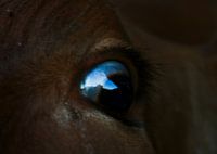a cow's eye