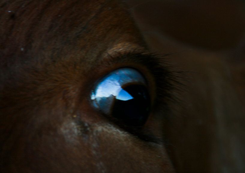 a cow's eye by pam van der Linde