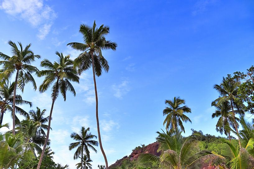 Palmen an tropischen Stränden  auf den Seychellen von MPfoto71