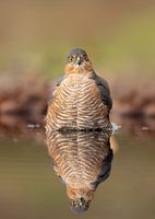 Bathing Sparrowhawk male