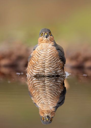 Badesperber Männchen