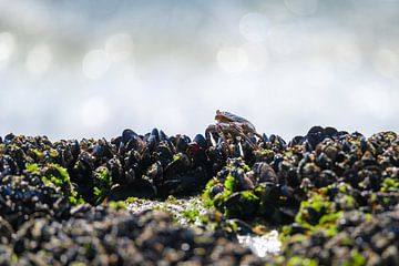 Verträumte Sinfonie von Melanie van der Rijt