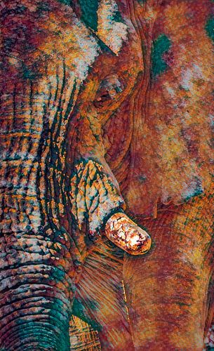 Loxodanta Africana van Loris Photography