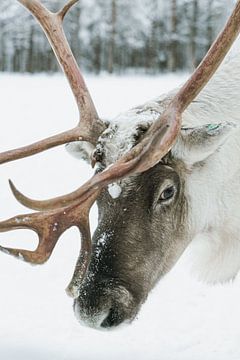 Reindeer close-up in the snow in Finnish Lapland by Suzanne Spijkers