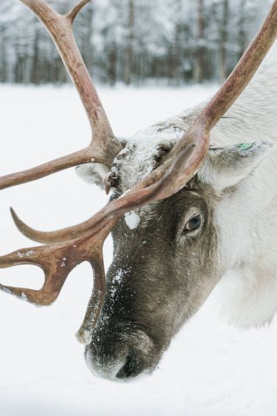 Gros plan sur un renne dans la neige en Laponie finlandaise par Suzanne Spijkers