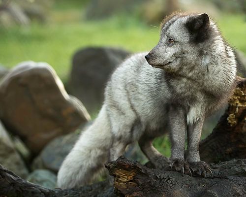 Der Polarfuchs schaut in die Ferne.