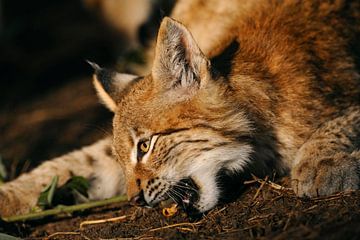 Eurasian Lynx ( Lynx lynx ) nibbling on a piece of wood, golden light, portrait, headshot, close up  van wunderbare Erde