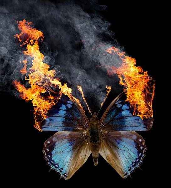 Burning butterfly by Achim Prill