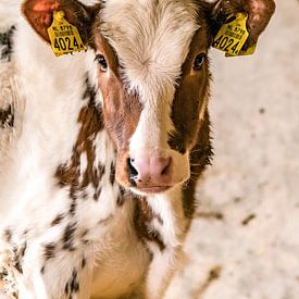 Veau Astrid sur Natasja Claessens