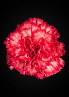 Rood Witte Anjer
