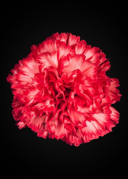 Rot-Weiße Nelke von Ramon van Bedaf