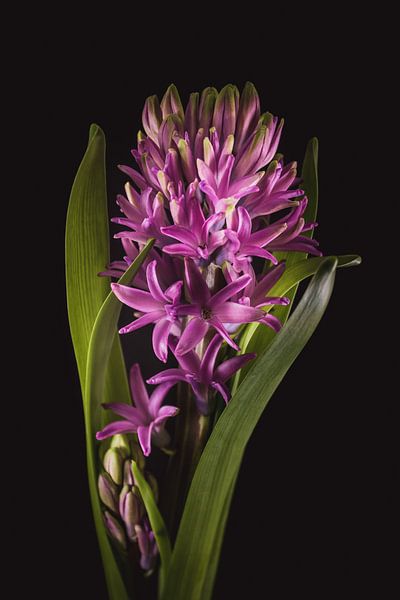 Schöne Kunst Hyazinthe von Sandra Hazes