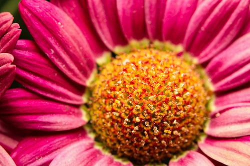 Macrofotografie osteospermum (bloem)