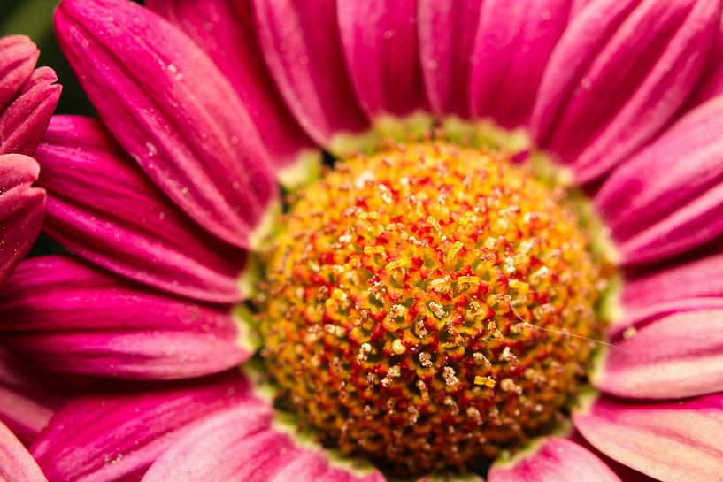 Makrofotografie Osteospermum (Blüte) von Nikita Potman