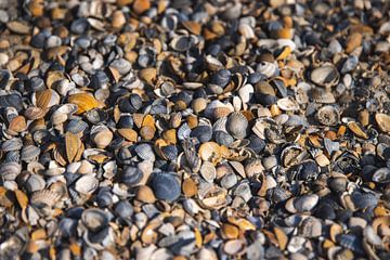Foto gevuld met schelpen op het strand van Simone Janssen