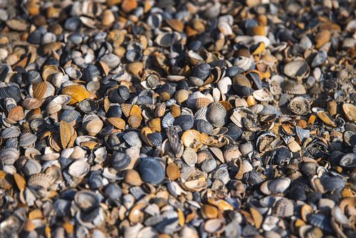 Foto gefüllt mit Muscheln am Strand