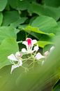Weiße rosa Orchidee von Diane Bonnes Miniaturansicht