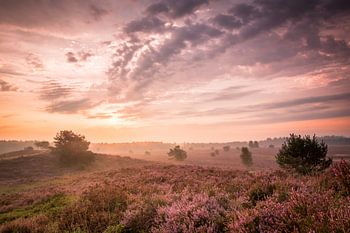 De Gortelse heide in de ochtend