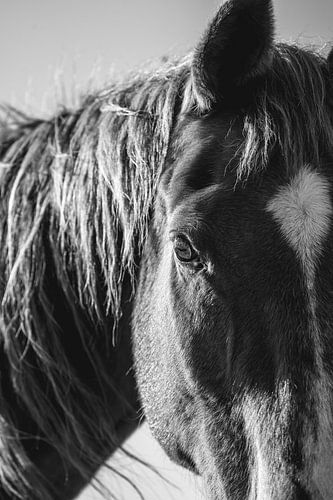 Paard Moment van Bezinning