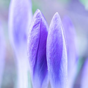 Crocus en bouton sur Nienke Planken