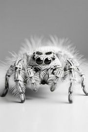 Tarantula by Poster Art Shop