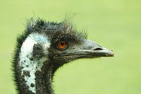 close-up van een struisvogel