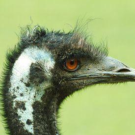close-up van een struisvogel sur Marcel Boelens