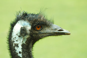close-up van een struisvogel