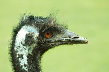 close-up van een struisvogel van Marcel Boelens