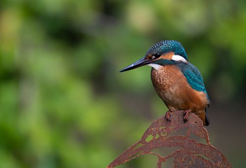 Eisvogel bei Sonnenaufgang