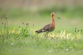 Black-tailed godwit in grassland by Jeroen Stel