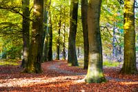 Herfstbos
