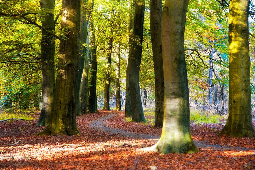 Autumn Forest von Anouschka Hendriks