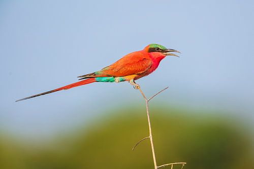 Zuidelijke karmijnrode bijeneter zittend op tak