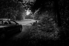 A quiet path through the woods