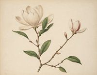 Magnolien Teil 4