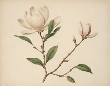 Magnolias partie 4 sur Timba Art