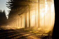 Zonnestralen in het bos op een mistige ochtend