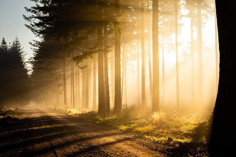 Sonnenstrahlen im Wald an einem nebligen Morgen von Theo Klos