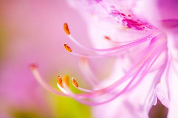 LP 70482635 Close up van een roze bloem van BeeldigBeeld Food & Lifestyle