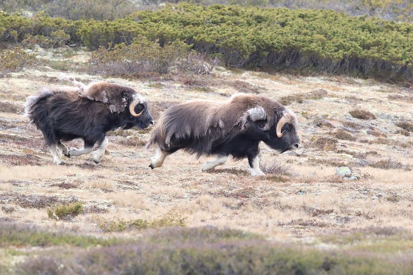 Musk Ox Dovrefjell, Norway by Frank Fichtmüller