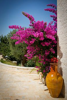 Bougainvillea in Italien