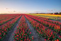Tulipfield